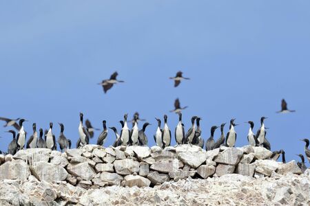 GUANAY CORMORANT (Phalacrocorax bougainvillii), a group of guaneras perched on rocks in their nesting area. Ica - Peruの写真素材