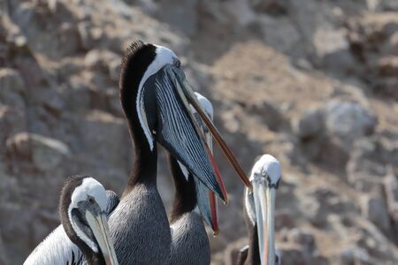 PERUVIAN PELICAN (Pelecanus thagus), pelicans perched on rocks in the Ballestas Islands, in Paracas. Lima Peruの写真素材