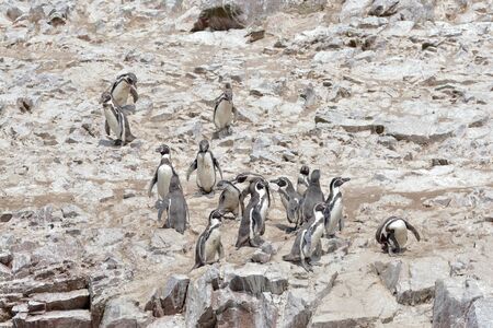 Humboldt penguin (Spheniscus humboldti), group walking in freedom on a rocky boulder of the Ballestas Islands in Paracas, Ica - Peru.の写真素材