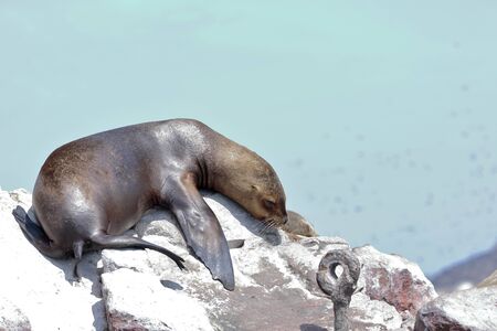 South American sea lion (Otaria flavescens), beautiful sea lion resting on the rocks during a sunny day in the Ballestas Islands in Paracas. Ica-Peruの写真素材