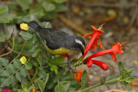 BANANAQUIT (Coereba flaveola), reboots honeydew stealing nectar from the flowers perched on some branches of the garden. Lima Peruの写真素材