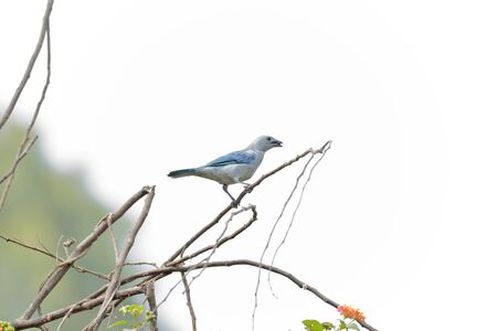 Blue-gray tanager (Thraupis episcopus), beautiful specimen perched on the branches of a tree. Lima - Peruの写真素材