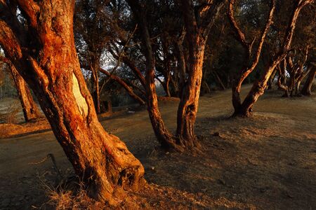 Forest of quinuales (Polylepis spp.)の写真素材