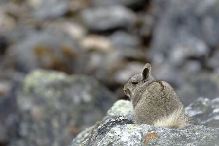 Vizcacha peruana (Lagidium Peruanum)の写真素材