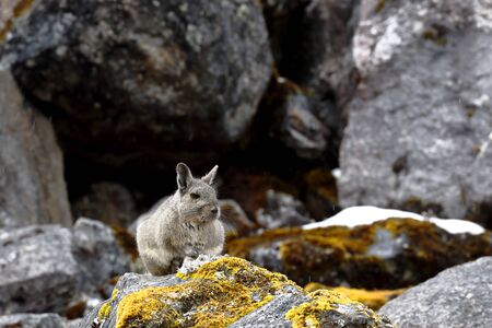Vizcacha peruana (Lagidium Peruanum)の写真素材