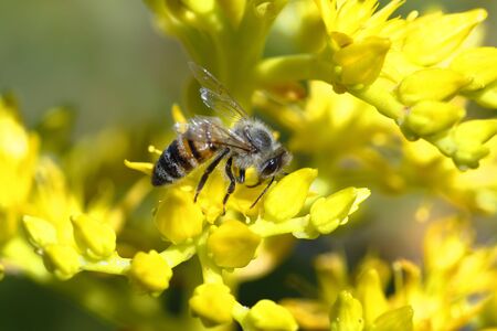 Detail of a European bee (apis mellifera) pollinating a yellow flower. Huancayo - PerÃº