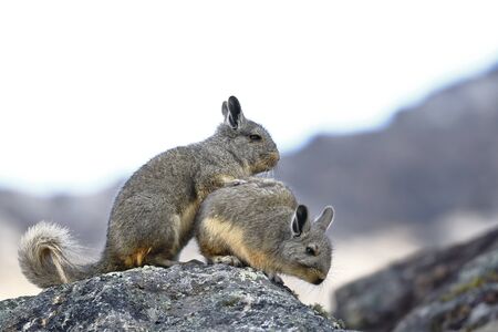 Southern Viscacha (Lagidium viscacia) taken in freedom near the snowy Huaytapallanaの写真素材