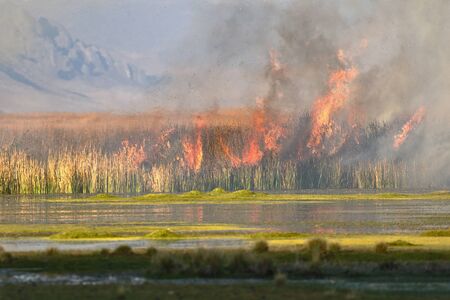 Detail of fire of reeds inside the lake JunÃ­n in Ondoresの写真素材