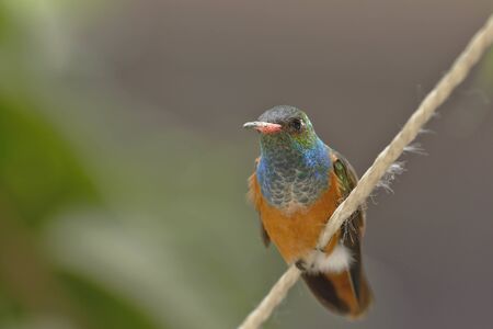 Amazilia hummingbird (Amazilia amazilia) in the foreground and resting peacefully