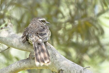 Long-tailed mockingbird (Mimus longicaudatus) perched on branches of its natural environment
