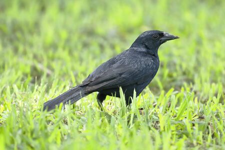 Scrub blackbird (Dives warczewiczi) looking for its food on the lawn
