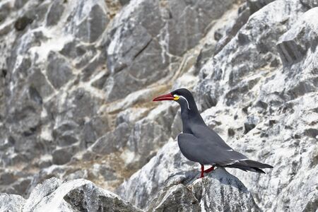 Inca tern (Larosterna inca) perched in freedom on a rocky boulder of the Ballestas Islands in...