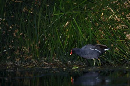 Portrait of Moorhen (Gallinula chloropus), feeding on the shore of a lakeの写真素材