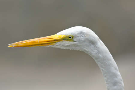 Great egret (Ardea alba), detail of the head of beautiful specimen in freedomの写真素材