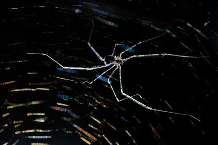 Spitting spider (Scytodes globula) suspended in its spider web on a black background and observing...