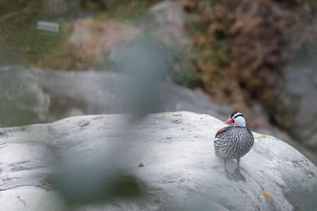 TORRENT DUCK (Merganetta armata) beautiful male specimen of torrent duckの写真素材