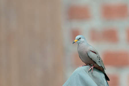 Croaking Ground-Dove (Columbina cruziana), a beautiful specimen of Peruvian lovebird in adult stage perched. Lima Peruの写真素材