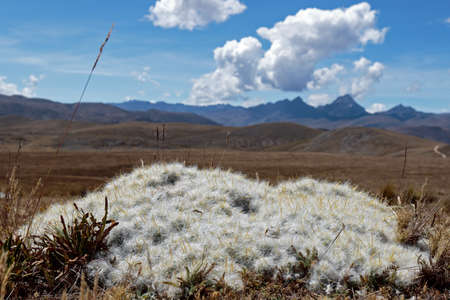 Beautiful cactus in its natural state whose scientific name is Austrocylindropuntia floccosa, native to the Andes between Peru and Bolivia, in the photograph they are in their natural environment surrounded by large mountains.の写真素材