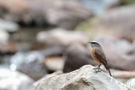 D'ORBIGNY'S CHAT-TYRANT (Ochthoeca oenanthoides), a beautiful orbigny pygmy perched on a rock at the edge of a stream in an intermountain forest. Huancayo - Peruの写真素材