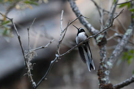 Bearded Mountaineer (Oreonympha nobilis), a beautiful specimen of a rare and unusual hummingbird to observe, in the photograph an adult specimen perched on some branches hidden behind the leaves.の写真素材