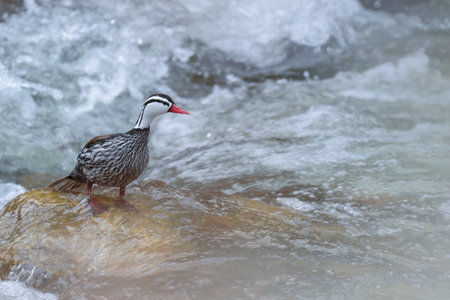 TORRENT DUCK (Merganetta armata) beautiful male specimen of torrent duck