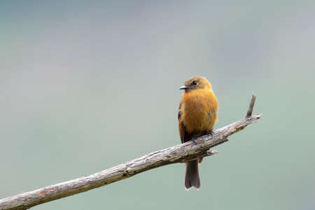 CINNAMON FLYCATCHER (Pyrrhomyias cinnamomeus) beautiful specimen perched alone on some branches in the cloud forest. Uchubamba - Peruの写真素材