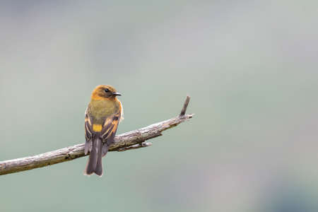 CINNAMON FLYCATCHER (Pyrrhomyias cinnamomeus) beautiful specimen perched alone on some branches in the cloud forest. Uchubamba - Peruの写真素材