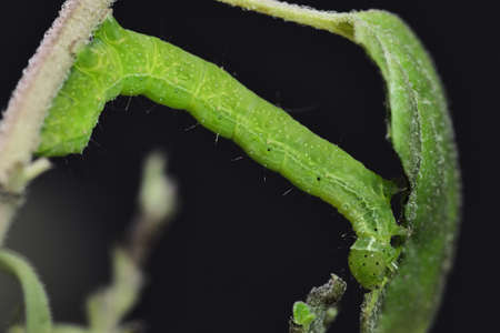 Small green caterpillar called False Looper (Trichoplusia ni) moving on a branch to feed on the...