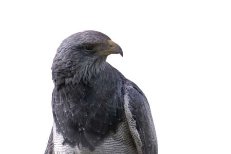 Black-chested Buzzard-Eagle (Geranoaetus melanoleucus), beautiful imposing portrait of the Moorish...