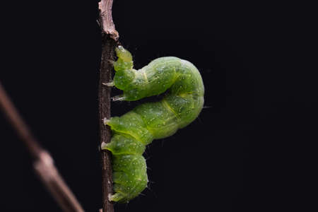 Small green caterpillar called False Looper (Trichoplusia ni) moving on a branch to feed on the...