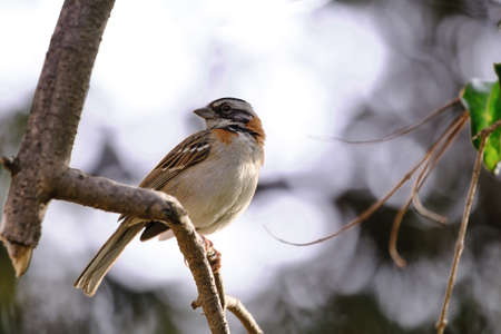 Rufous Collared Sparrow (Zonotrichia capensis), a small passerine bird perched on a solitary branch among the trees.の写真素材