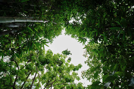 View from the ground towards the sky of a bamboo cultivation observing its dense and beautiful vegetation with a peculiar perspective.の写真素材