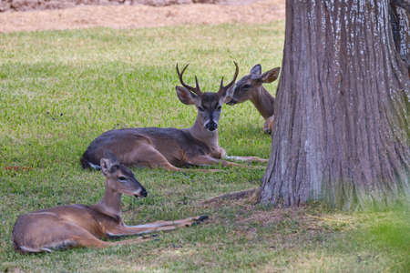 Small group of white-tailed deer (Odocoileus virginianus) resting on the grass next to a majestic tree.の写真素材