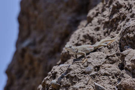 Lizard of the hills (Microlophus tigris), beautiful endemic specimen of the Peruvian coast; In the...