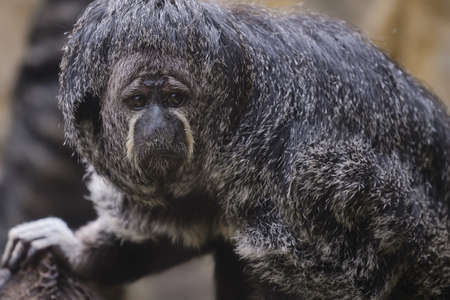 Portrait of black parahuaco monkey (Pithecia monachus)の写真素材