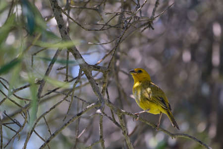 Saffron Finch (Sicalis flaveola), perched in its natural environment.