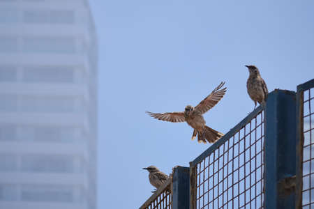Long-tailed Mockingbird (Mimus longicaudatus), flying over an urban fence.