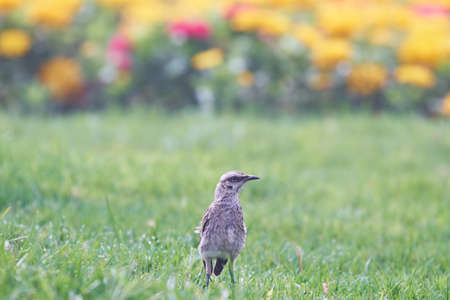 Long-tailed Mockingbird (Mimus longicaudatus), perched on grass among flowers.の写真素材