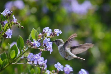 Peruvian Sheartail (Thaumastura cora), solitary young male flying and sipping nectar from flowers.の写真素材