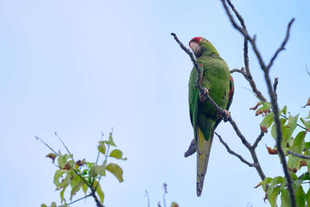 SCARLET FRONTED PARAKEET (Psittacara wagleri), perched restlessly on the branches of a tree looking...