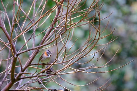 Rufous Collared Sparrow (Zonotrichia capensis) perched amongst branches.の写真素材