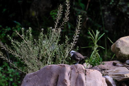 White capped Dipper (Cinclus leucocephalus), alone on some rocks at the foot of the river.の写真素材