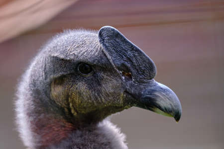 Andean Condor (Vultur gryphus), impressive detailed portrait of the head and beak.