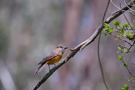 Streak throated Bush Tyrant (Myiotheretes striaticollis), solitary specimen perched on branches of a bush.の写真素材