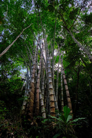 Beautiful view with huge bamboos (Bambuseae) inside the jungle.の写真素材