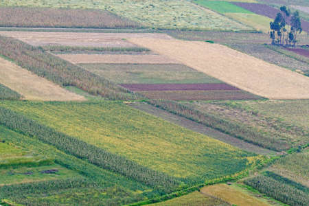 Scenery of agricultural crops in the Mantaro Valley at dawn.の写真素材