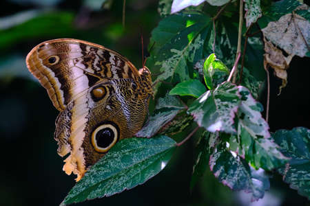 Owl's eye butterfly (Caligo sp.) perched on a branch inside the jungle.の写真素材
