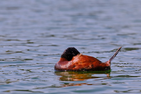 Andean duck (Oxyura ferruginea), beautiful solitary specimen resting on the calm water of the lagoon.の写真素材