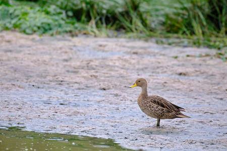 Yellow-billed Pintail (Anas georgica) perched on the dry branches of an old bush in the rainforest.の写真素材