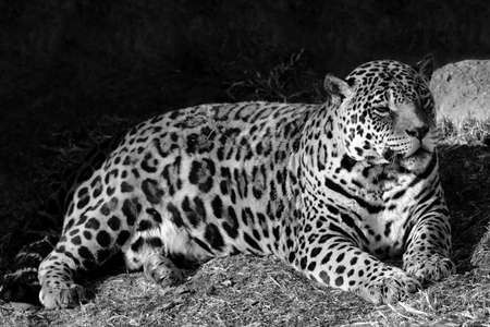 Otorongo (Panthera Onca) beautiful of this feline commonly called as otorongo.の写真素材